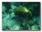 John-Pennekamp-Coral-Reef-Park-Snorkeling-Tour-248