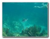 John-Pennekamp-Coral-Reef-Park-Snorkeling-Tour-250