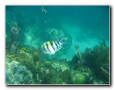 John-Pennekamp-Coral-Reef-Park-Snorkeling-Tour-251