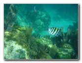 John-Pennekamp-Coral-Reef-Park-Snorkeling-Tour-252