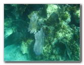 John-Pennekamp-Coral-Reef-Park-Snorkeling-Tour-253
