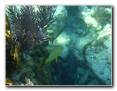 John-Pennekamp-Coral-Reef-Park-Snorkeling-Tour-257