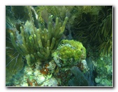 John-Pennekamp-Coral-Reef-Park-Snorkeling-Tour-258