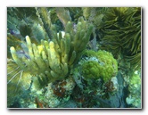 John-Pennekamp-Coral-Reef-Park-Snorkeling-Tour-259