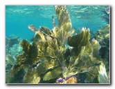John-Pennekamp-Coral-Reef-Park-Snorkeling-Tour-260