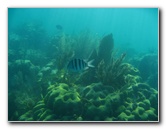 John-Pennekamp-Coral-Reef-Park-Snorkeling-Tour-261