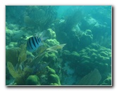 John-Pennekamp-Coral-Reef-Park-Snorkeling-Tour-264