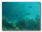 John-Pennekamp-Coral-Reef-Park-Snorkeling-Tour-265