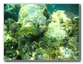 John-Pennekamp-Coral-Reef-Park-Snorkeling-Tour-271