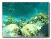 John-Pennekamp-Coral-Reef-Park-Snorkeling-Tour-272