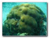 John-Pennekamp-Coral-Reef-Park-Snorkeling-Tour-273