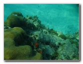 John-Pennekamp-Coral-Reef-Park-Snorkeling-Tour-274