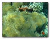 John-Pennekamp-Coral-Reef-Park-Snorkeling-Tour-275