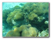 John-Pennekamp-Coral-Reef-Park-Snorkeling-Tour-276