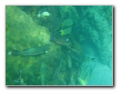 John-Pennekamp-Coral-Reef-Park-Snorkeling-Tour-281