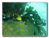 John-Pennekamp-Coral-Reef-Park-Snorkeling-Tour-285