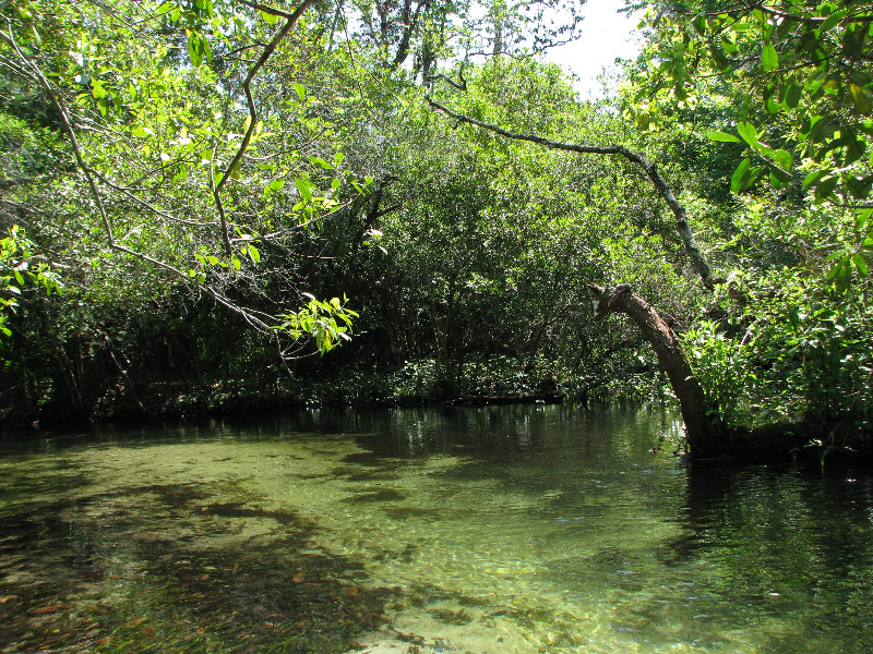 Juniper-Springs-Canoe-Run-Ocala-National-Forest-FL-011