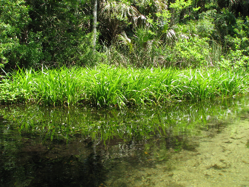 Juniper-Springs-Canoe-Run-Ocala-National-Forest-FL-033