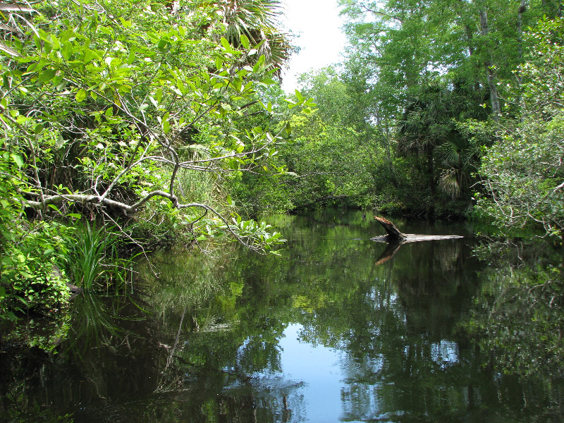 Juniper-Springs-Canoe-Run-Ocala-National-Forest-FL-043