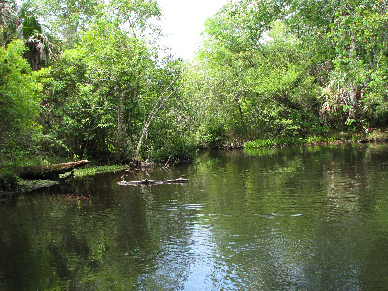 Juniper-Springs-Canoe-Run-Ocala-National-Forest-FL-045