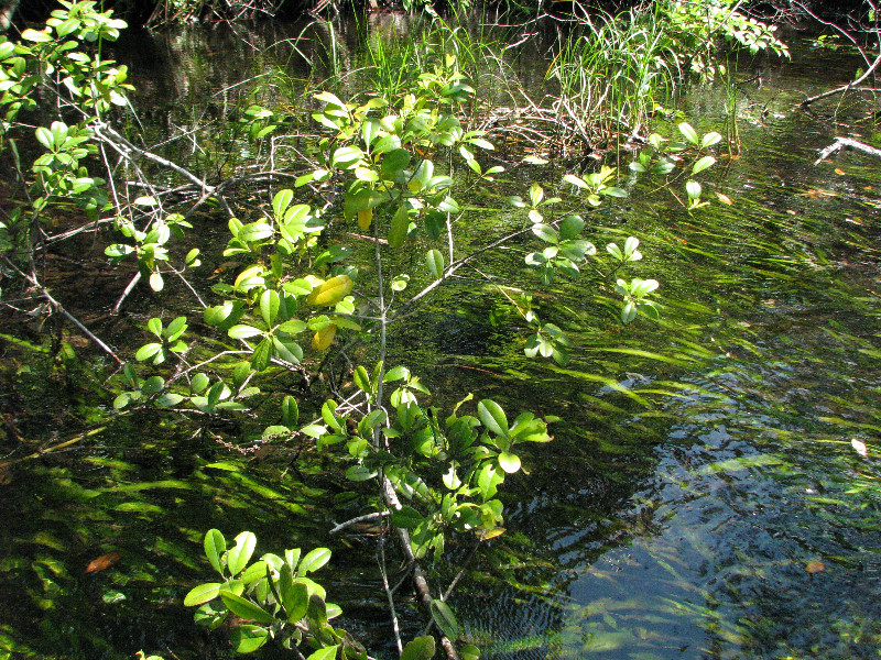 Juniper-Springs-Canoe-Run-Ocala-National-Forest-FL-061