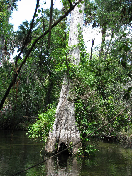 Juniper-Springs-Canoe-Run-Ocala-National-Forest-FL-077