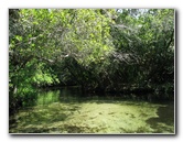 Juniper-Springs-Canoe-Run-Ocala-National-Forest-FL-012