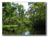 Juniper-Springs-Canoe-Run-Ocala-National-Forest-FL-019