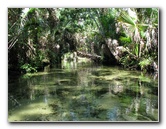 Juniper-Springs-Canoe-Run-Ocala-National-Forest-FL-032