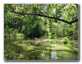Juniper-Springs-Canoe-Run-Ocala-National-Forest-FL-034