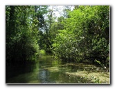 Juniper-Springs-Canoe-Run-Ocala-National-Forest-FL-035