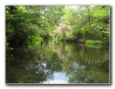 Juniper-Springs-Canoe-Run-Ocala-National-Forest-FL-041