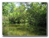 Juniper-Springs-Canoe-Run-Ocala-National-Forest-FL-065