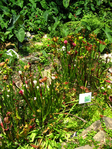 Kanapaha-Botanical-Gardens-006