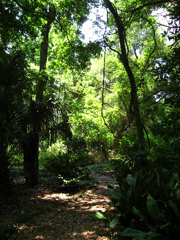 Kanapaha-Botanical-Gardens-019