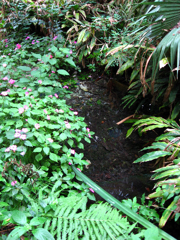 Kanapaha-Botanical-Gardens-135