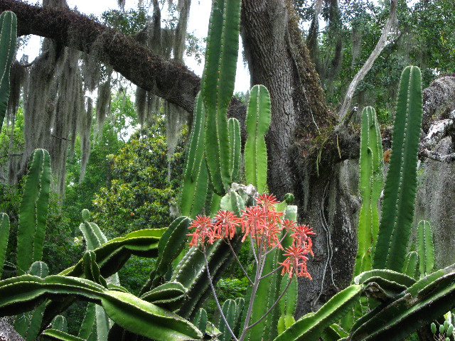 Kanapaha-Botanical-Gardens-172
