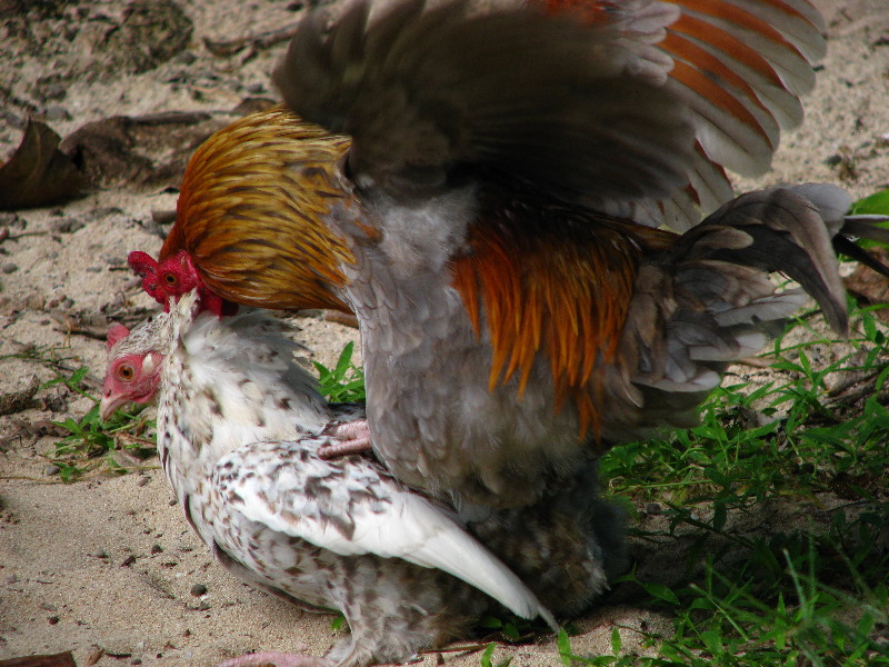 Lavena-Coastal-Walk-Bouma-National-Park-Taveuni-Fiji-154