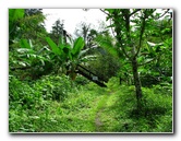 Lavena-Coastal-Walk-Bouma-National-Park-Taveuni-Fiji-061