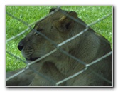 Lion-Country-Safari-Palm-Beach-County-FL-012