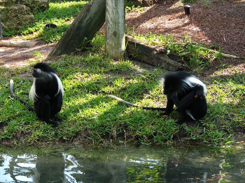 Lowry-Park-Zoo-Tampa-FL-052