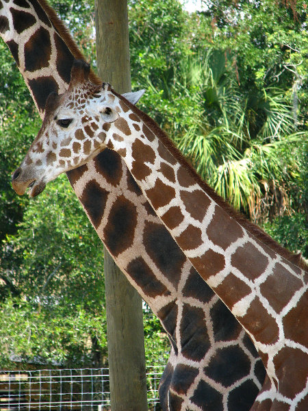 Lowry-Park-Zoo-Tampa-FL-091