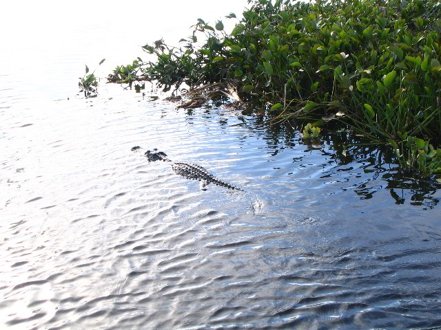 Florida-Everglades-Airboat-Tour-05