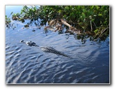 Florida-Everglades-Airboat-Tour-06
