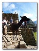 Machu-Picchu-Inca-Trail-Peru-South-America-037