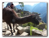 Machu-Picchu-Inca-Trail-Peru-South-America-039