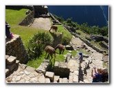 Machu-Picchu-Inca-Trail-Peru-South-America-048
