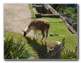 Machu-Picchu-Inca-Trail-Peru-South-America-049