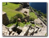 Machu-Picchu-Inca-Trail-Peru-South-America-051
