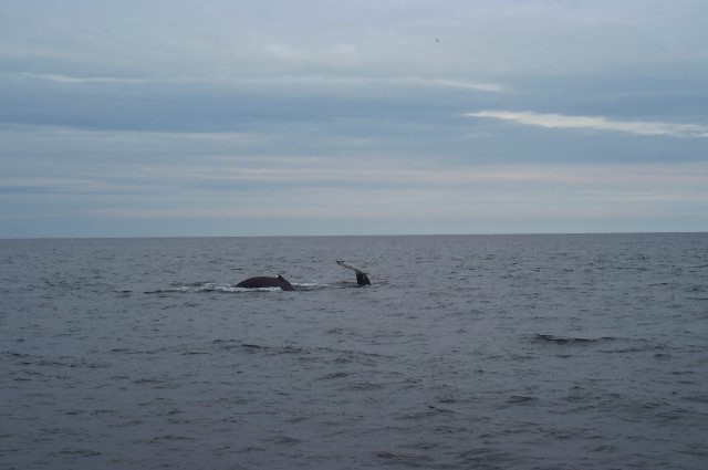 Maine-Whale-Watching-Photos-09